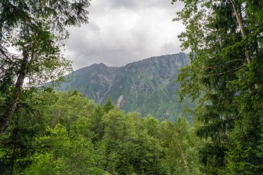 Cascade du Dard yakınlarındaki orman - Mont-Blanc, Haute-Savoie, Fransa 'da fantastik bir şelale
