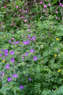 Cascade du Dard yakınlarındaki orman - Mont-Blanc, Haute-Savoie, Fransa 'da fantastik bir şelale