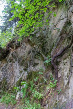 Cascade du Dard yakınlarındaki orman - Mont-Blanc, Haute-Savoie, Fransa 'da fantastik bir şelale