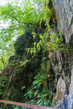 Cascade du Dard yakınlarındaki orman - Mont-Blanc, Haute-Savoie, Fransa 'da fantastik bir şelale