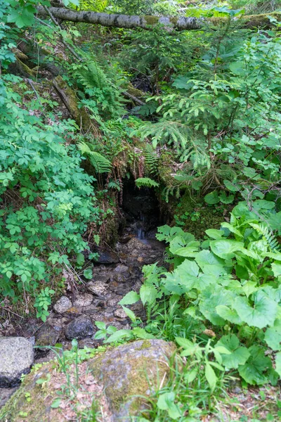 Forest Cascade Dard Fantastic Waterfallunder Mont Blanc Haute Savoie France — Stock Photo, Image