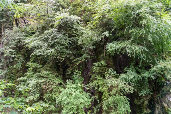 Cascade du Dard yakınlarındaki orman - Mont-Blanc, Haute-Savoie, Fransa 'da fantastik bir şelale