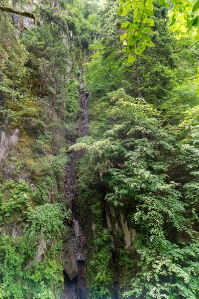 Skog Nära Cascade Dard Ett Fantastiskt Vattenfall Mont Blanc Haute — Stockfoto