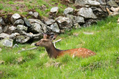 Benekli geyik veya Parc de Merlet Mont Blanc, Les Houches, Haute-Savoie, Fransa karşı Pointe de Lapaz dağda Japon geyik olarak da bilinir sika geyiği (Cervus nippon)