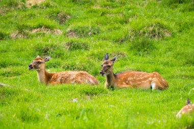 Benekli geyik veya Parc de Merlet Mont Blanc, Les Houches, Haute-Savoie, Fransa karşı Pointe de Lapaz dağda Japon geyik olarak da bilinir sika geyiği (Cervus nippon)