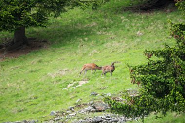 Benekli geyik veya Parc de Merlet Mont Blanc, Les Houches, Haute-Savoie, Fransa karşı Pointe de Lapaz dağda Japon geyik olarak da bilinir sika geyiği (Cervus nippon)