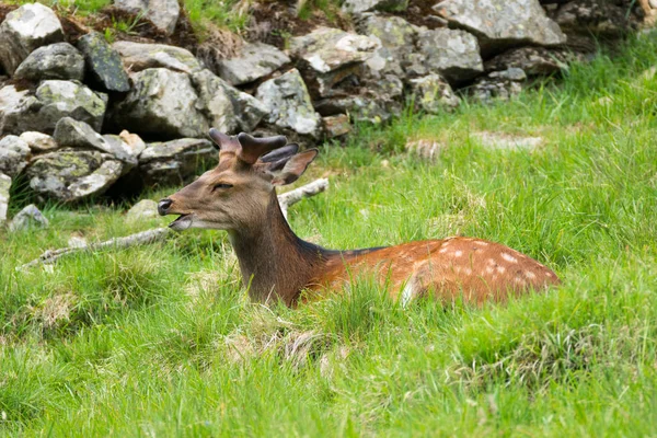 กวาง Cervus Nippon นในช อกวางท ดหร อกวางญ นในพาร เดอ เมอร — ภาพถ่ายสต็อก