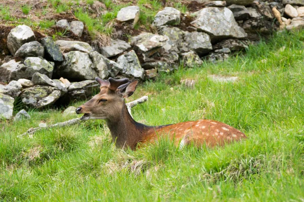 Benekli geyik veya Parc de Merlet Mont Blanc, Les Houches, Haute-Savoie, Fransa karşı Pointe de Lapaz dağda Japon geyik olarak da bilinir sika geyiği (Cervus nippon)