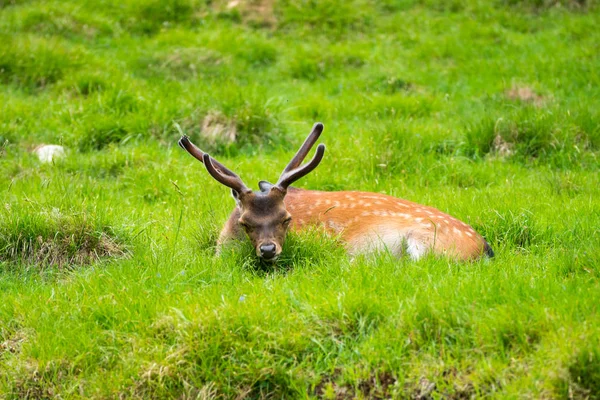 Jelen Sika Cervus Nippon Také Známý Jako Skvrnitý Jelen Nebo — Stock fotografie