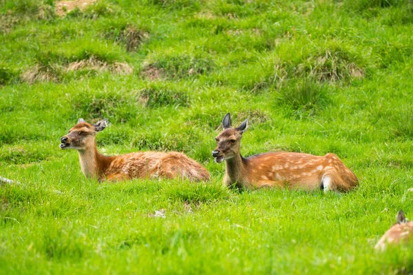 กวาง Cervus Nippon นในช อกวางท ดหร อกวางญ นในพาร เดอ เมอร — ภาพถ่ายสต็อก