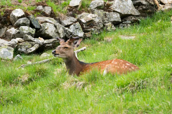 Benekli Geyik Veya Parc Merlet Mont Blanc Les Houches Haute — Stok fotoğraf