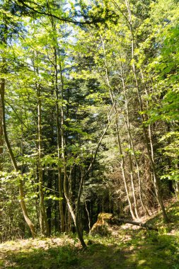 Ormanın çevresinde Lac Vert Vosges Dağları, Alsace, Doğu Fransa sonbahar manzarası