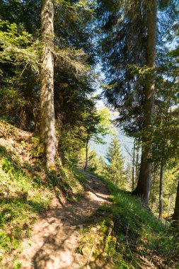 Ormanın çevresinde Lac Vert Vosges Dağları, Alsace, Doğu Fransa sonbahar manzarası