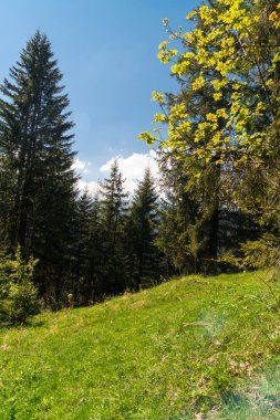 Ormanın çevresinde Lac Vert Vosges Dağları, Alsace, Doğu Fransa sonbahar manzarası