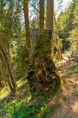 Ormanın çevresinde Lac Vert Vosges Dağları, Alsace, Doğu Fransa sonbahar manzarası
