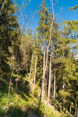Ormanın çevresinde Lac Vert Vosges Dağları, Alsace, Doğu Fransa sonbahar manzarası