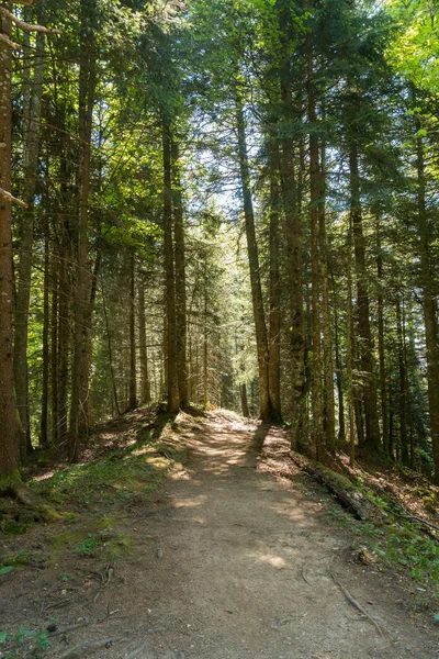 Ormanın çevresinde Lac Vert Vosges Dağları, Alsace, Doğu Fransa sonbahar manzarası