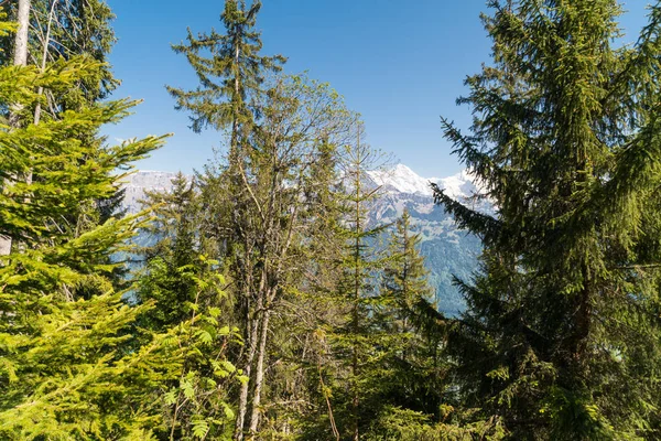 Spektakularny Widok Jesień Lesie Okolicy Vert Lac Górach Alzacja Vosges — Zdjęcie stockowe