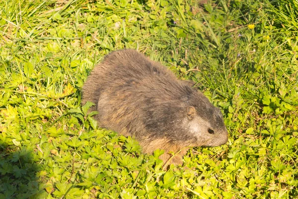 Das Alpenmurmeltier Marmota Marmota Auf Dem Härteren Kulm Schweiz — Stockfoto