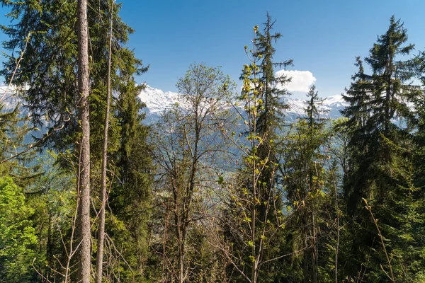 Spektakularne Widoki Góry Szlak Turystyczny Alpach Szwajcarskich Krajobraz Harder Kulm — Zdjęcie stockowe