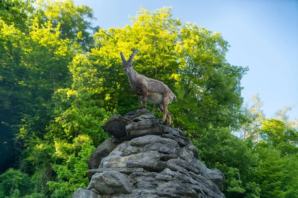 Steinbock veya bouquetin daha zor Kulm, İsviçre tarih olarak da bilinir alp dağ keçisi (Capra ibex),