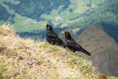 Pilatus Kulm üzerinde karakuşlar arka planda İsviçre Alpleri manzara ile, İsviçre