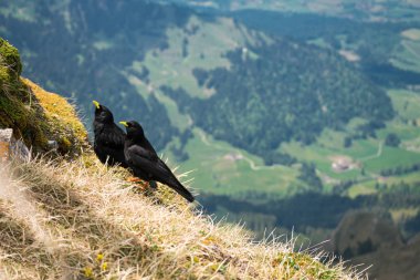 Pilatus Kulm üzerinde karakuşlar arka planda İsviçre Alpleri manzara ile, İsviçre
