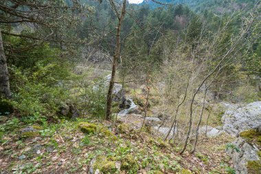 Olimpos Dağı'nda rüya gibi ılıman bir ormanda pitoresk ağaçlar gövdeleri, Kuzey Yunanistan