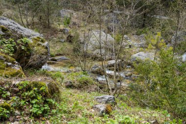 Olimpos Dağı'nda rüya gibi ılıman bir ormanda pitoresk ağaçlar gövdeleri, Kuzey Yunanistan