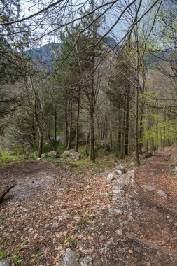 Olimpos Dağı'nda rüya gibi ılıman bir ormanda pitoresk ağaçlar gövdeleri, Kuzey Yunanistan