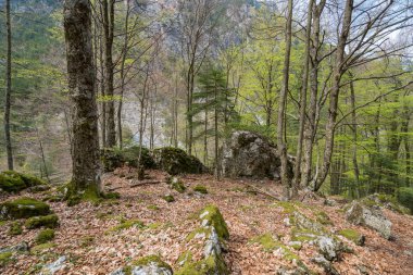 Olimpos Dağı'nda rüya gibi ılıman bir ormanda pitoresk ağaçlar gövdeleri, Kuzey Yunanistan