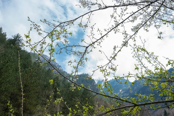 Enipeas Vadisi Kar Yüksek Zirveleri Ile Yunanistan Olympus Dağ Manzara — Stok fotoğraf