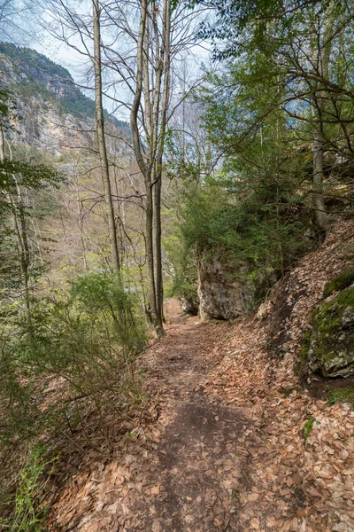 Des Troncs Arbres Pittoresques Dans Une Forêt Tempérée Rêve Mont — Photo