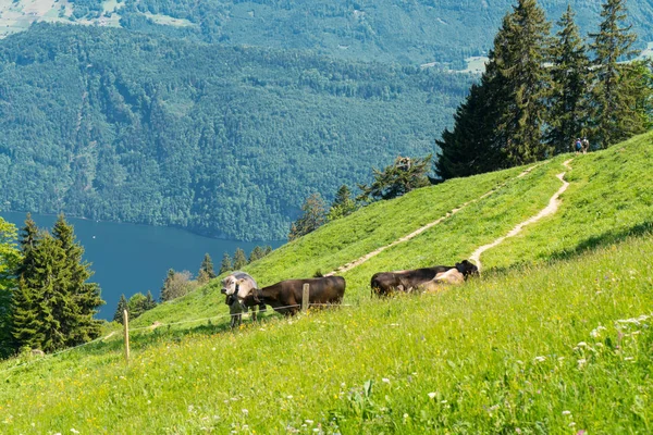 Vistas Espectaculares Montaña Vacas Paisaje Los Alpes Suizos Desde Pilatus — Foto de Stock