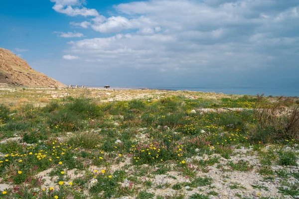 Vista Panorámica Primavera Del Floreciente Desierto Judea Costa Del Mar — Foto de Stock