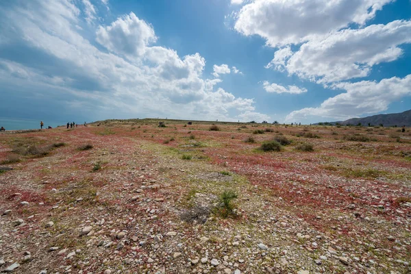 Vista Panorámica Primavera Del Floreciente Desierto Judea Costa Del Mar — Foto de Stock