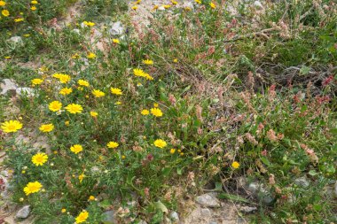 İsrail 'de Ölü Deniz' in maliyetine bakan Yehuda Çölü 'nün manzarası
