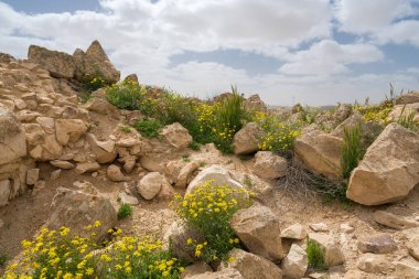 İsrail 'in güneyindeki Negev Çölü' nde, şimdi bir milli park olan antik Nabataean kentinin manzaralı ilkbahar manzarası.