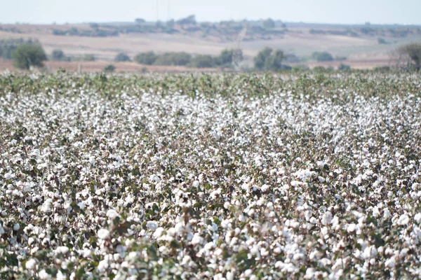 Cotton field at mediterranean shore