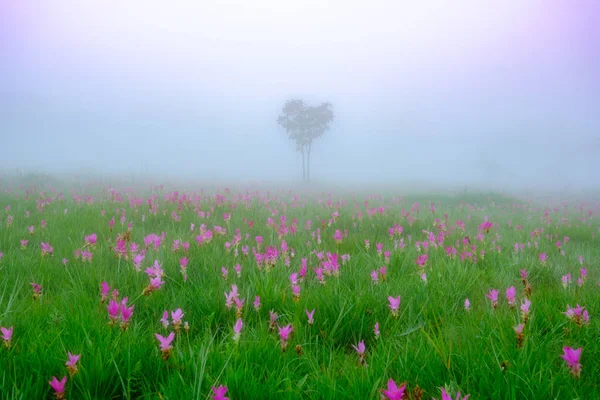 Siam Tulip Flores Chão Parque Nacional Saithong Tailândia — Fotografia de Stock