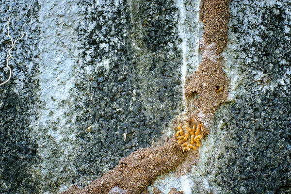 Termitové stáže na stěně — Stock fotografie