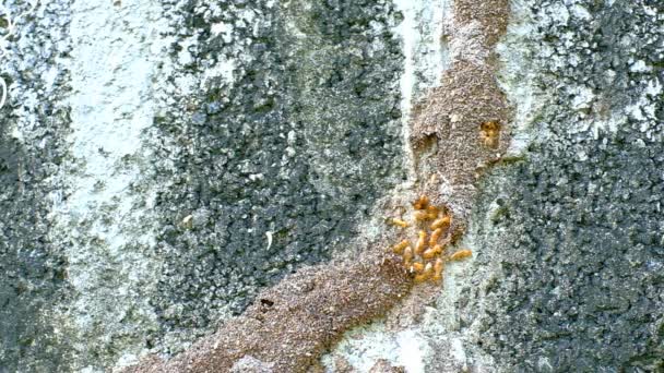 Termitenpfad Hauswand Siehe Eine Gruppe Termiten — Stockvideo