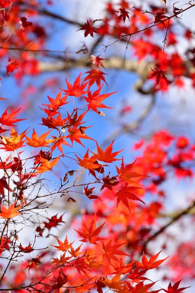 Japanese red maple leaf with blue sky background at autumn