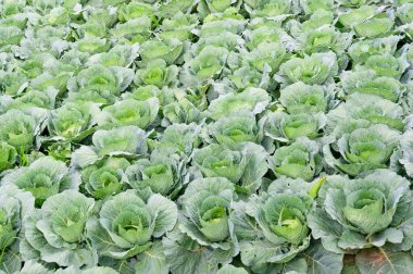 Green fresh cabbage on field clipart
