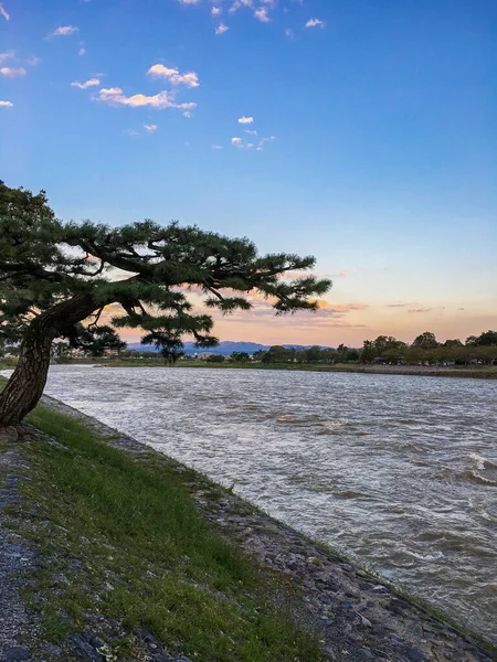 Gün batımında kanalın kıyısında yalnız bir ağaç. yaz