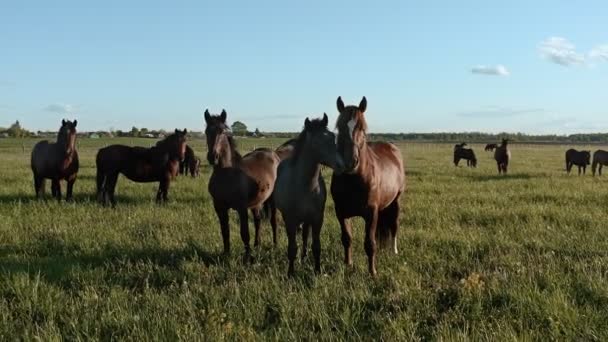 Konie zachowują spokój i z zainteresowaniem obserwują drona, który się cofa. Konie pasą się na zielonej łące w wiosce. Wiosenny zachód słońca — Wideo stockowe