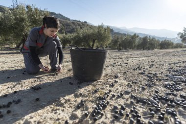 İspanya Jaen 'de zeytinyağı toplayan bir işçi. Siyah zeytin hasadı
