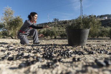 İspanya Jaen 'de zeytinyağı toplayan işçiler. Siyah yağlar hasat ediliyor.