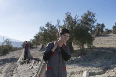 İspanya Jaen 'de zeytinyağı toplayan işçiler. Siyah zeytin hasadı