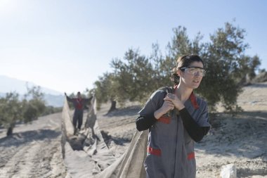 İspanya Jaen 'de zeytinyağı toplayan işçiler. Siyah zeytin hasadı